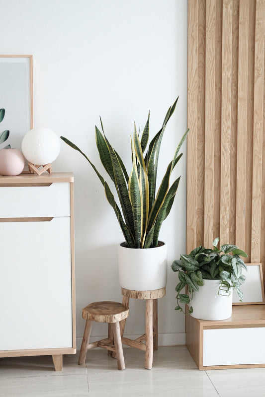 Elevate Your Space: Exploring the Main Styles of Homeware