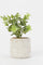 Redtag-Artificial-Cluster-Leaf-In-Ceramic-Embossed-Pot-Category:Plants-&-Flowers,-Colour:Green,-Deals:New-In,-Filter:Home-Decor,-H1:HMW,-H2:HOM,-H3:DEA,-H4:DCA,-HMW-HOM-Decorative-Accessories,-New-In-HMW-HOM,-Non-Sale,-Promo:JULIETTE,-S23B,-Season:S23B,-Section:Homewares,-Style:ACCENT-FLOWER-Home-Decor-